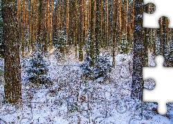 Zima, Sosnowy, Las, Młode, Świerki