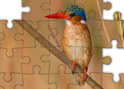 Ptak, Zimorodek malachitowy, Gałązka