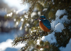 Zimorodek, Świerk, Śnieg, Zima, Grafika AI