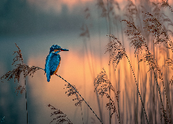 Zimorodek, Trawy, Grafika AI