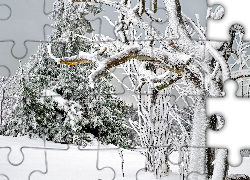 Zima, Śnieg, Drzewa, Gałęzie