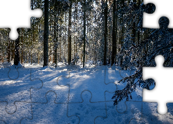 Zima, Las, Drzewa, Śnieg