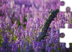 Łąka, Kwiaty, Konar