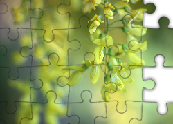 Złotokap zwyczajny, Żółte, Kwiaty