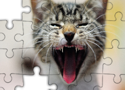 Ziewający, Kotek, Zęby, Język