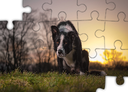 Pies, Border collie, Łąka, Trawa