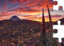 Park Narodowy Teide, Góry, Góra Teide, Dolina, Kwiaty, Żmijowce rubinowe, Zachód słońca, Teneryfa, Hiszpania