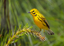Żółty, Ptak, Lasówka czarnowąsa, Gałązka, Iglasta