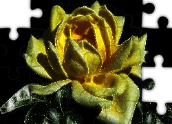 Kwiat, Róża, Liście, Grafika, Fractalius