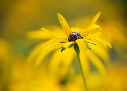 Żółty, Kwiat, Rudbekia, Rozmyte, Tło