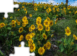 Żółte, Kwiaty, Balsamorhiza