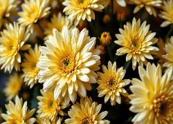 Chryzantemy, Żółte, Kwiaty, Grafika AI