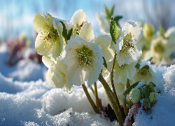Żółte, Ciemierniki, Śnieg, Zima, Grafika AI