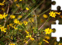 Żółte, Kwiatki, Gałązki, Krzew