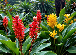 Kwiaty, Czerwone, Żółte, Liście