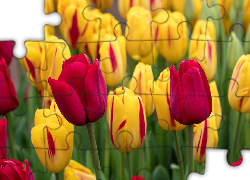 Kwiaty, Żółte, Różowe, Tulipany