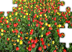 Pole, Tulipany