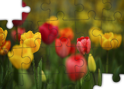 Kolorowe, Czerwone, Żółte, Tulipany, Kwiaty
