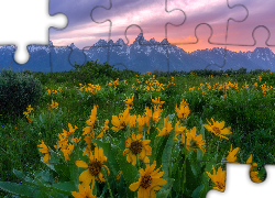 Góry, Teton Range, Wschód słońca, Żółte, Kwiaty, Balsamorhiza, Park Narodowy Grand Teton, Stan Wyoming, Stany Zjednoczone