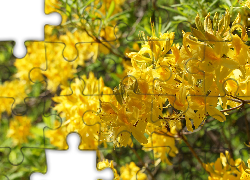 Żółte, Kwiaty, Rododendron, Różanecznik, Azalia wielkokwiatowa Anneke, Krzew