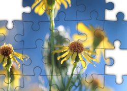 Starzec, Żółte, Kwiaty