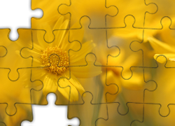 Żółte, Kwiaty, Rozmycie