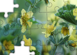 Żółte, Kwiaty, Liście, Zbliżenie