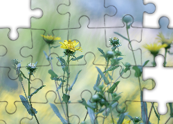 Żółte, Kwiaty, Pąki