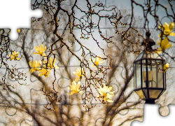 Gałęzie, Żółte, Kwiaty, Magnolia, Latarnia