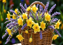 Kwiaty, Narcyzy żonkile, Lawenda, Koszyk