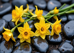 Kwiaty, Narcyzy żonkile, Kamienie