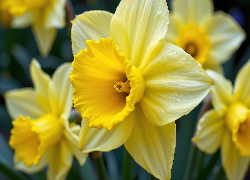 Kwiaty, Żółte, Narcyzy żonkile, Zbliżenie