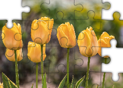 Żółte, Tulipany, Zbliżenie