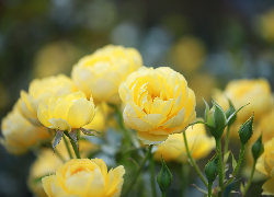 Żółte, Róże, Pąki, Kwiaty