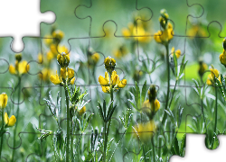 Żółte, Rozkwitające, Kwiaty