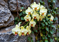 Kwitnące, Żółte, Storczyki, Mur, Kamienie, Grafika AI