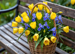 Kwiaty, Żółte, Tulipany, Niebieskie, Irysy, Koszyk, Ławka