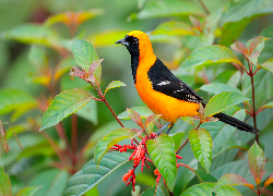 Żółto-czarny, Ptak, Kacyk maskowy, Liściaste, Gałązki