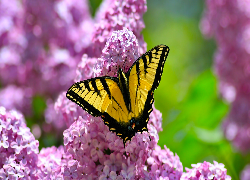 Żółto-czarny, Motyl, Paź królowej, Kwitnący, Lilak