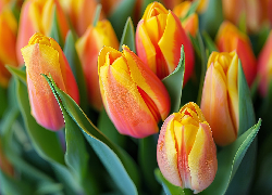 Tulipany, Żółto-czerwone, Liście, Zbliżenie
