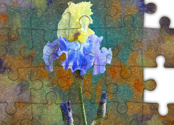Kwiat, Żółto-niebieski, Irys, Grafika