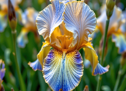 Żółto-niebieski, Kwiat, Irys, Zbliżenie