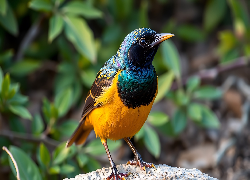 Ptak, Żółto-niebieski, Grafika AI