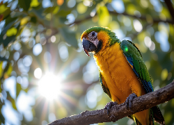 Papuga, Żółto-zielona, Ara, Gałąź, Promienie słońca, Grafika AI