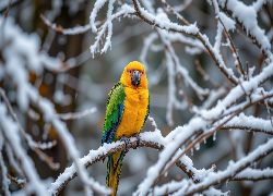 Ptak, Żółto-zielona, Papuga, Gałązki, Śnieg, Zima, AI