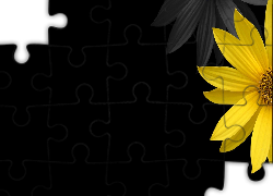 Żółty, Kwiat, Odbicie, Czarne, Tło