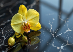 Storczyk, Żółty, Pąk