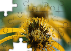 Żółty, Kwiat, Zwinięte, Pręciki