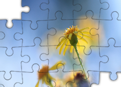 Starzec, Żółty, Kwiat