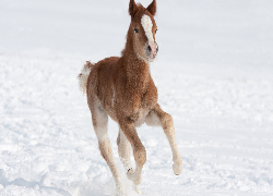 Mały, Koń, Źrebię, Śnieg, Zima